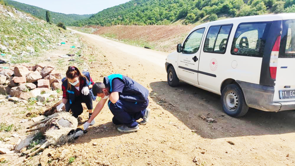 Ölmüş koyun leşlerini köy yoluna attılar