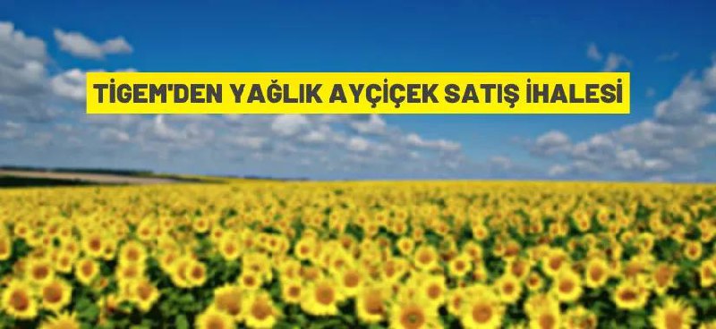 Ayçiçeği ihaleyle satılacak