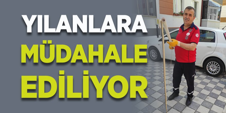 Yılanlara Müdahale Ediliyor