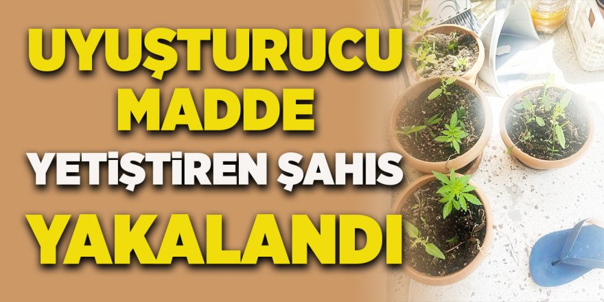 Evinde Uyuşturucu Madde Yetiştiren Şahıs Yakalandı