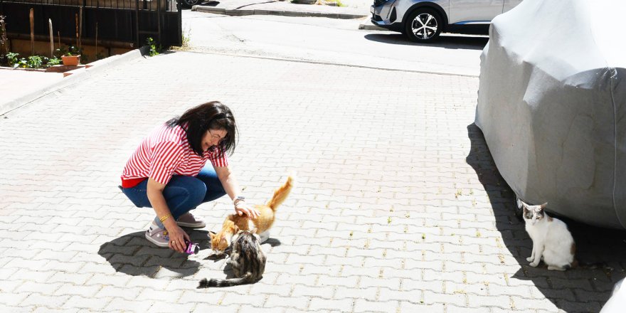 Bozüyük'te Hasta Kediler Tedavi Edildi