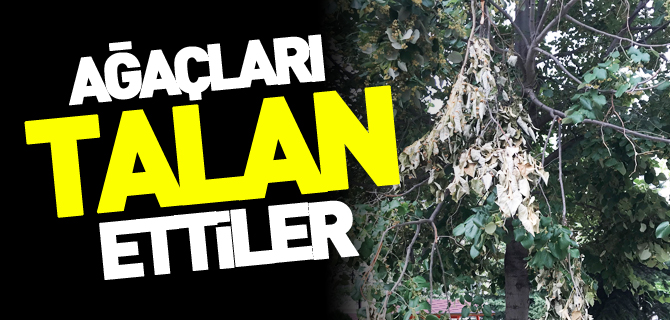 AĞAÇLARI TALAN ETTİLER