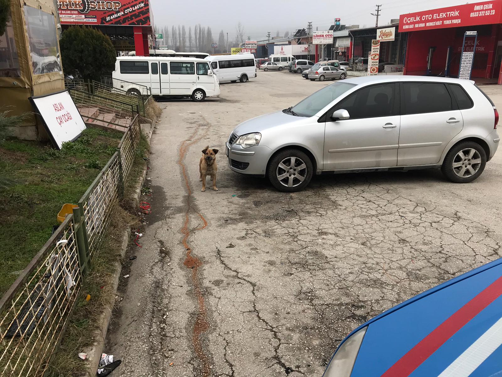 BAŞI BOŞ KÖPEKLER KORKUTUYOR